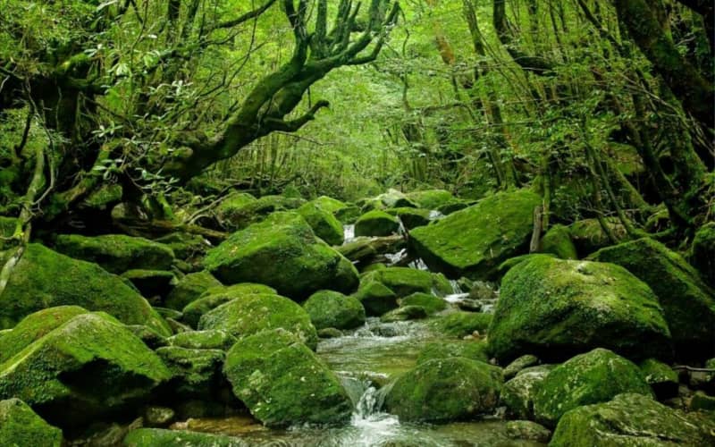 Yakushima Island